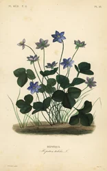 Hepática comum ou hepática, Anemone hepática, Hepatica triloba, Hepatique
