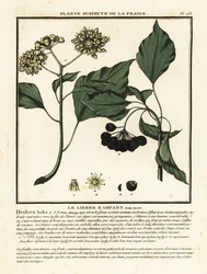 Hera helix comum, Hedera helix.