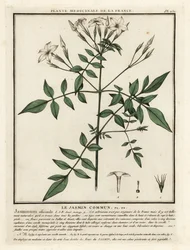 Jasmim comum, Jasminum officinale.