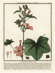 Malva sylvestris, malva sylvestris comum.