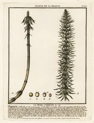 Rabo de égua comum, Hippuris vulgaris.