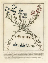 Milkwort comum, Polygala vulgaris.