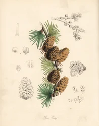 Meleca comum ou europeia - Larício branco, Larix decidua (Larix europaea), folha, ramo e pinha. Zincografia colorida à mão de C. Chabot, desenhada por Miss M. A. Burnett a partir do seu "Plantae Utiliores: or Illustrations of Useful Plants", Whittaker, Lon