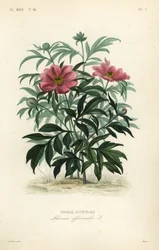 Peónia comum ou de jardim, Paeonia officinalis, Pivoine officinale