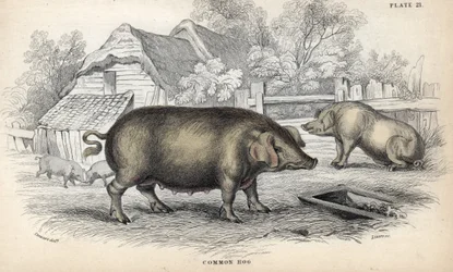 Porco comum (Sus domestica) numa pocilga. Gravura em cobre de William Lizars, baseada num desenho de James Stewart, publicada na Naturalist Library: mammals, pachyderms and quadrupedes with fine skin, editada por W. H. Lizars, em Edimburgo, Escócia