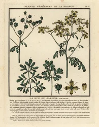 Arruda comum, Ruta graveolens.