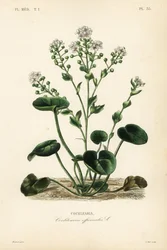 Erva-cidreira comum ou colherada, Cochlearia officinalis, Cochlearia