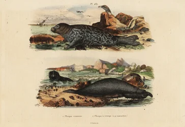 Foca-comum, Phoca vitulina 1 e elefante marinho do norte, Mirounga angustirostris 2