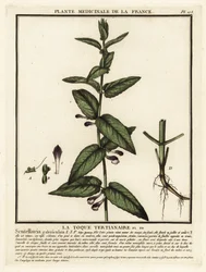 Skullcap comum, Scuttelaria galericulata.