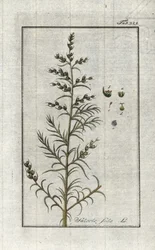 Soda comum (Salsola soda). Litografia de "Afbeelding der Artseny-Gewassen" de Johannes Zorn (1739-1799), Países Baixos