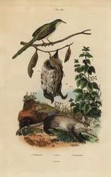 Alfaiate comum, Orthotomus sutorius com ninho, urtiga, Urtica dioica e aardvark, Orycteropus afer