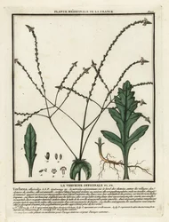 Verbena comum, Verbena officinalis.