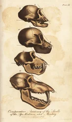 Anatomia comparada dos crânios do macaco, do babuíno e do macaco - Gravura em chapa de cobre colorida à mão do Sistema Universal de História Natural de Ebenezer Sibly, Londres