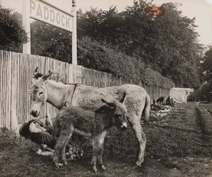 Composto por dois burros, c 1909