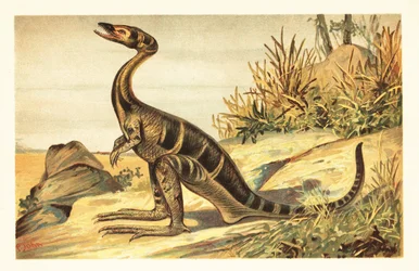 Compsognathus longipes, extinto pequeno terópode carnívoro. 1908 (litografia)