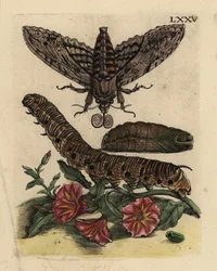 Convolvulus gavião-mestre, Agrius convolvuli, lagarta e pupa com alga-dos-campo, Convolvulus arvensis LXXV