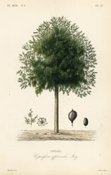 Copaiba tree, Copaifera officinalis, Copahu