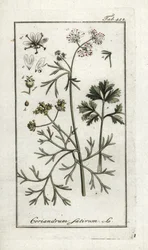 Coentros (Coriandrum sativum). Litografia de "Afbeelding der Artseny-Gewassen" de Johannes Zorn (1739-1799), Países Baixos