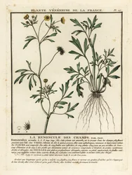 Ranúnculo de milho, Ranunculus arvensis.