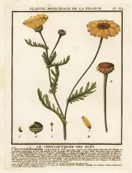 Calêndula de milho, Glebionis segetum.