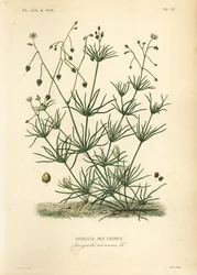 Espetada de milho, Spergula arvensis, Spergule des champs