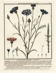 Cornflower, Cyanus segetum.