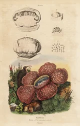 Corpse lily ou rafflesia, Rafflesia arnoldii