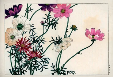 Espécies de Cosmos com cores diferentes, do branco ao cor-de-rosa. Cosmos, Cosmos bipinnatus. Gravura em xilogravura colorida à mão da obra "Seiyou Sokazufu" (Álbum pictórico de plantas e flores ocidentais: outono inverno) de Konan Tanigami, Unsodo, Quioto