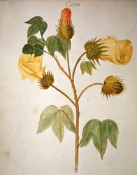 Algodão