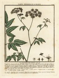 Cowbane, Cicuta virosa.