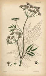 Cicuta virosa, a cicuta das águas. Litografia colorida à mão por Henry Sowerby da Flora Homeopathica de Edward Hamilton, Bailliere, Londres