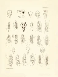 Gruas e dentes de vários tipos de roedores descritos por Charles Darwin durante a sua viagem de exploração a bordo do Beagle. Placa de "The Zoology of the voyage of H.M.S. Beagle under the command of Captain Fitzroy during the years 1832 to 1836 edited and