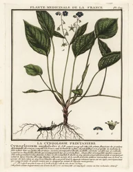 Mamífero rastejante, Omphalodes verna.
