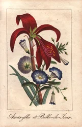 Amaryllis carmesim e glória-da-manhã anã, Hippeastrum e Convolvulus tricolor