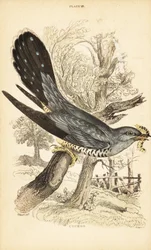 Cuco, Cuculus canorus, com uma lagarta no bico. 1889 (gravura)
