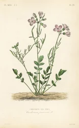 Cuckooflower, Cardamine pratensis, Cardamine des pres