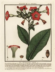 Tabaco cultivado, Nicotiana tabacum.