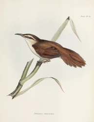 Reedhaunter, Argentina, c 1832-1836