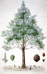Cipreste, finais do século XIX (litografia)