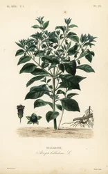 Sombra mortal, Atropa belladonna, Belladone