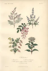 Estampa botânica decorativa com tamarindo, alfarrobeira, árvore casta, bérberis e viburno