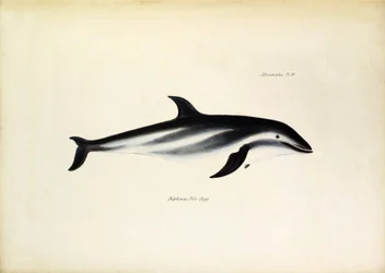 Delphinus Fitz-Royi, golfinho-negro ou Fitzroy, assim chamado em homenagem ao capitão Robert Fitzroy do Beagle. Prancha de «A zoologia da viagem do H.M.S. Beagle», descrita por John Gould, com notas sobre os seus hábitos por Charles Darwin