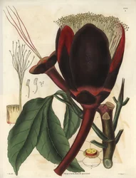 Descrição da grande flor de chocolate escuro de uma planta de nogueira-pecã, que produz nozes comestíveis, nozes pecan. Planta originária da América do Sul. Ilustração de Wiliam Jackson Hooker (1785-1865), botânico e escritor britânico, professor na Univer