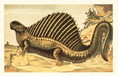 Dimetrodon limbatus com sua distinta espinha neural navega em 1908 (litografia)