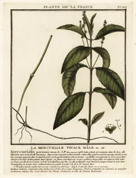 Mercúrio de cão, Mercurialis perennis.