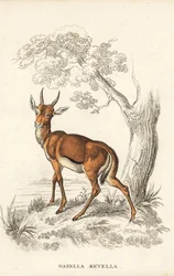 Gazela-das-dorcas, Gazella dorcas (gazela comum, Gazella kevella). Vulnerável. Segundo uma ilustração de James Stewart. Litografia colorida à mão da Galeria de História Natural de Georg Friedrich Treitschke, Naturhistorischer Bildersaal des Thierreiches, L