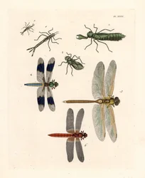 Formas larvares de libélula 1, 2, 3, libélula-de-cauda-branca-comum, Libellula lydia 4, anax-verde, Anax junius 5, e libélula-escarlate ou libélula-carmesim, Crocothemis servilia 6. Litografia colorida à mão da nova edição de John O. Westwood de