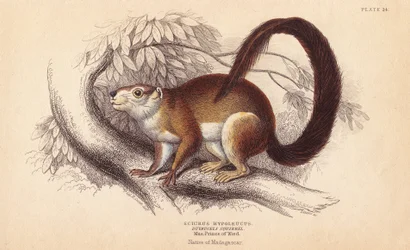 Esquilo de Duvaucels, Sciurus hypoleucus. Esquilo gigante indiano De um exemplar do Museu Príncipe Maximiliano de Wied-Neuwied. Gravura em metal aço colorida à mão por Lizars a partir de uma ilustração de Charles Hamilton Smith do Naturalist
