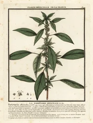 Pelitúria do Leste, Parietaria officinalis.
