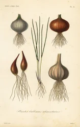 Plantas bulbosas comestíveis
